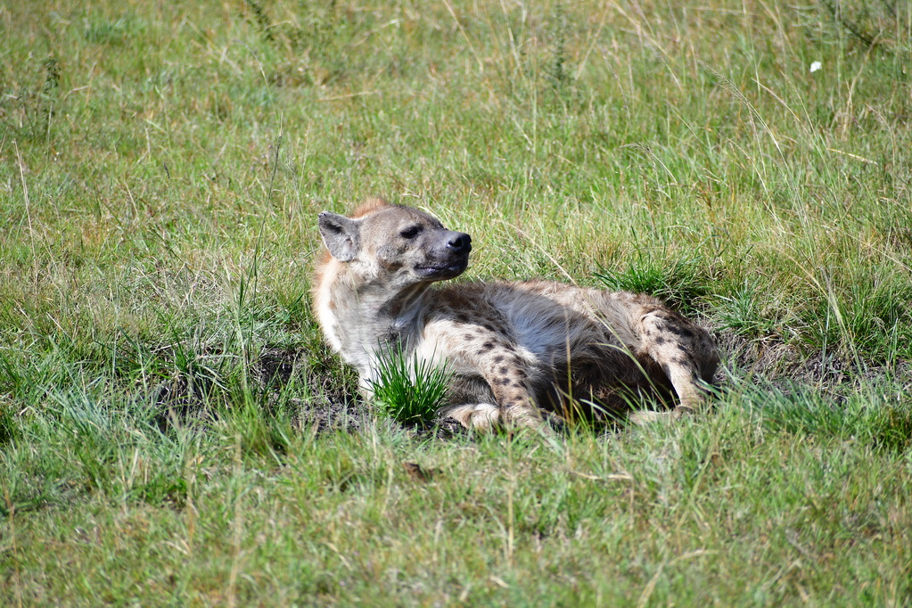 Masai Mara Nat. Reserve
